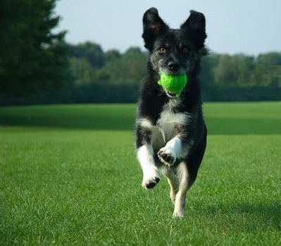 Having Fun with your Dog in Summertime