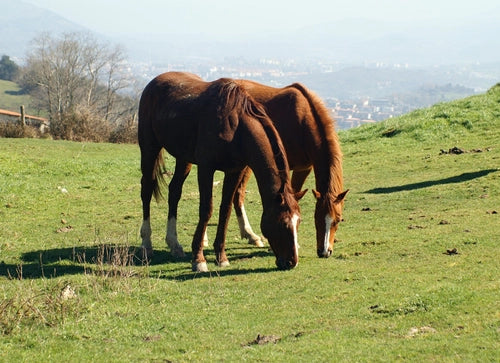 The Importance of Equine Worming